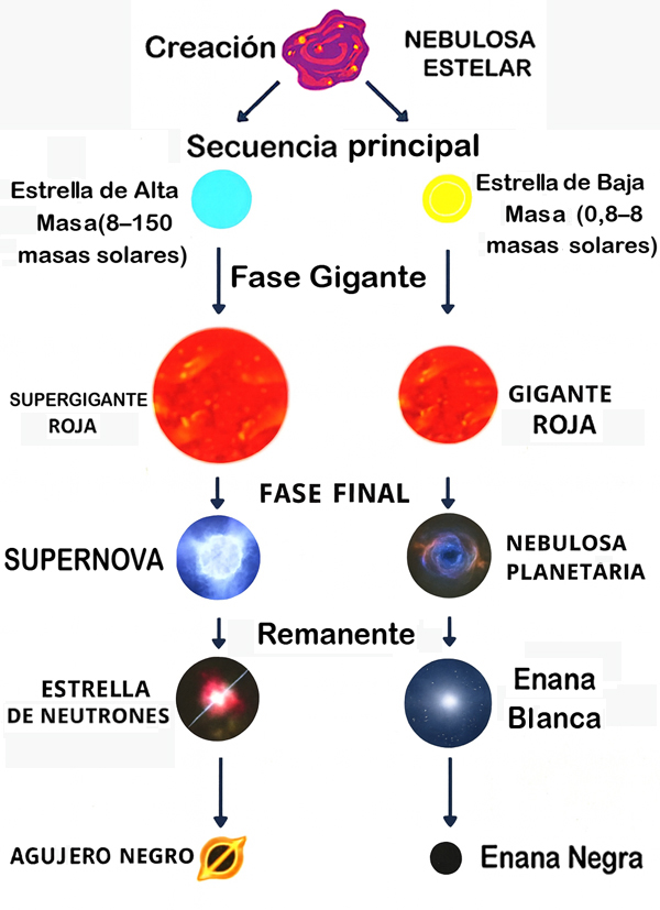 Diagrama del ciclo de vida de las estrellas, mostrando desde la nebulosa estelar hasta la secuencia principal, la fase de gigante y los posibles finales como supernova, estrella de neutrones, agujero negro, nebulosa planetaria, enana blanca y enana negra.